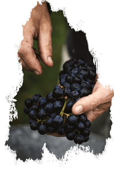 Estampe Raisin